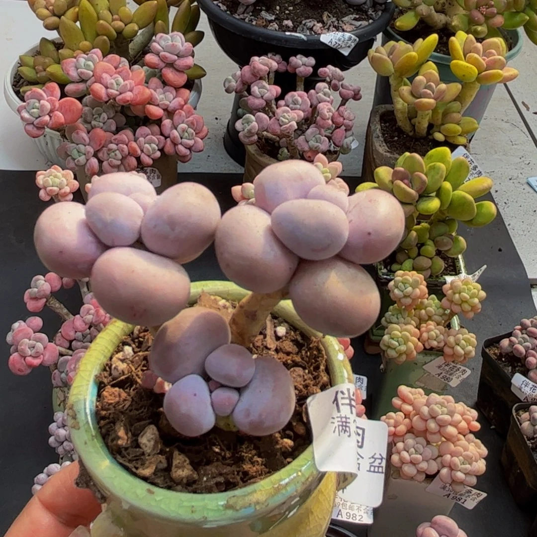 104芭比奶酪5cm多肉植物