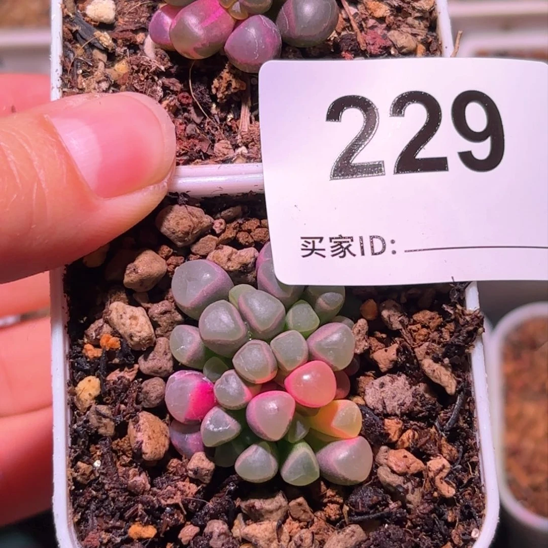 薄****顺丰到付229号五十铃玉锦多肉植物锦一物一拍带盆土