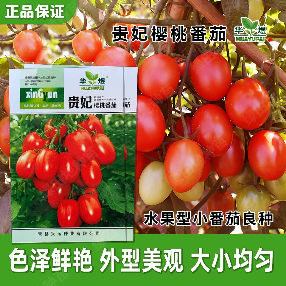 贵妃樱桃水果番茄种子阳台水果苗盆栽室内圣女果小西红柿蔬菜种子