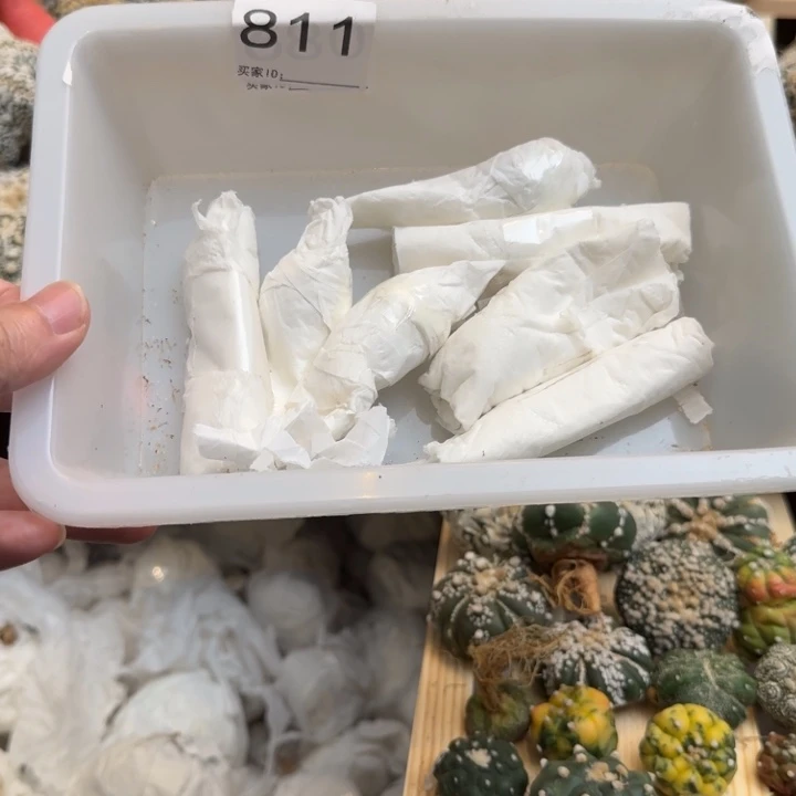 兜星球仙人球811号