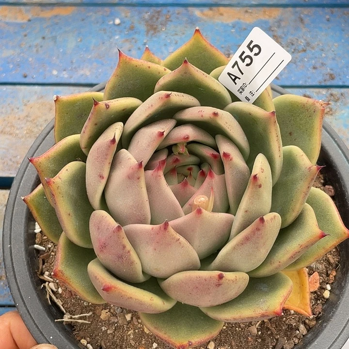 若如东云单拍A755