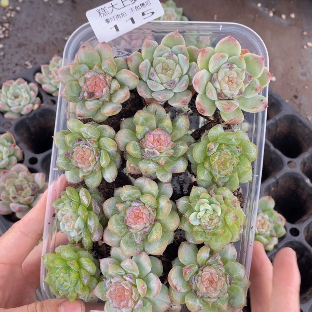 糕大上多肉植物115