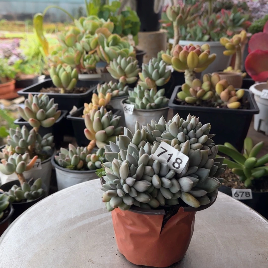 718号 一物一拍 一物一拍