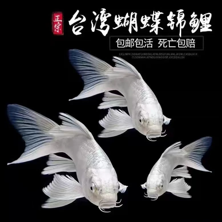 正宗台湾贵妃蝴蝶鲤观赏鱼普身蝴蝶冷水好养锦鲤招财观赏鱼