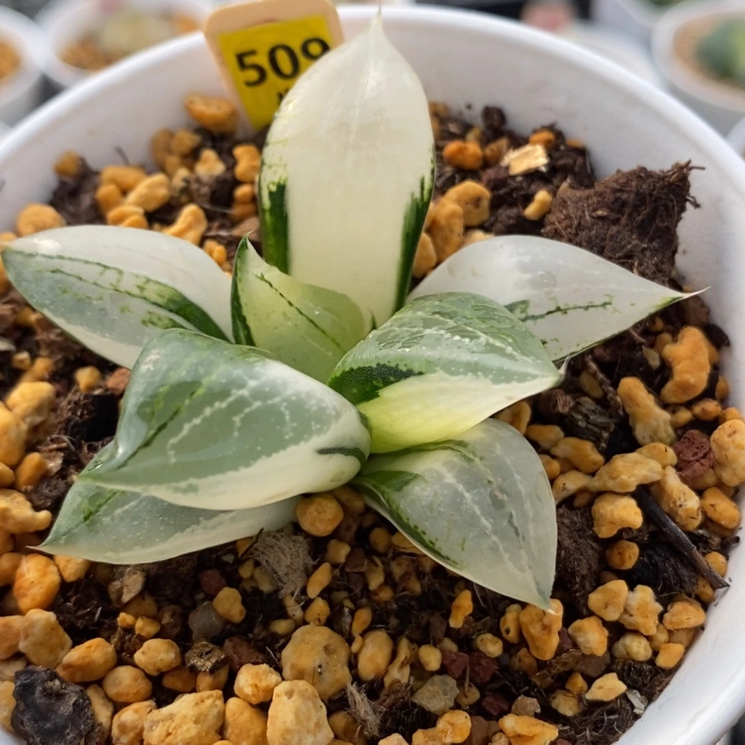 509裹般若锦一物一拍