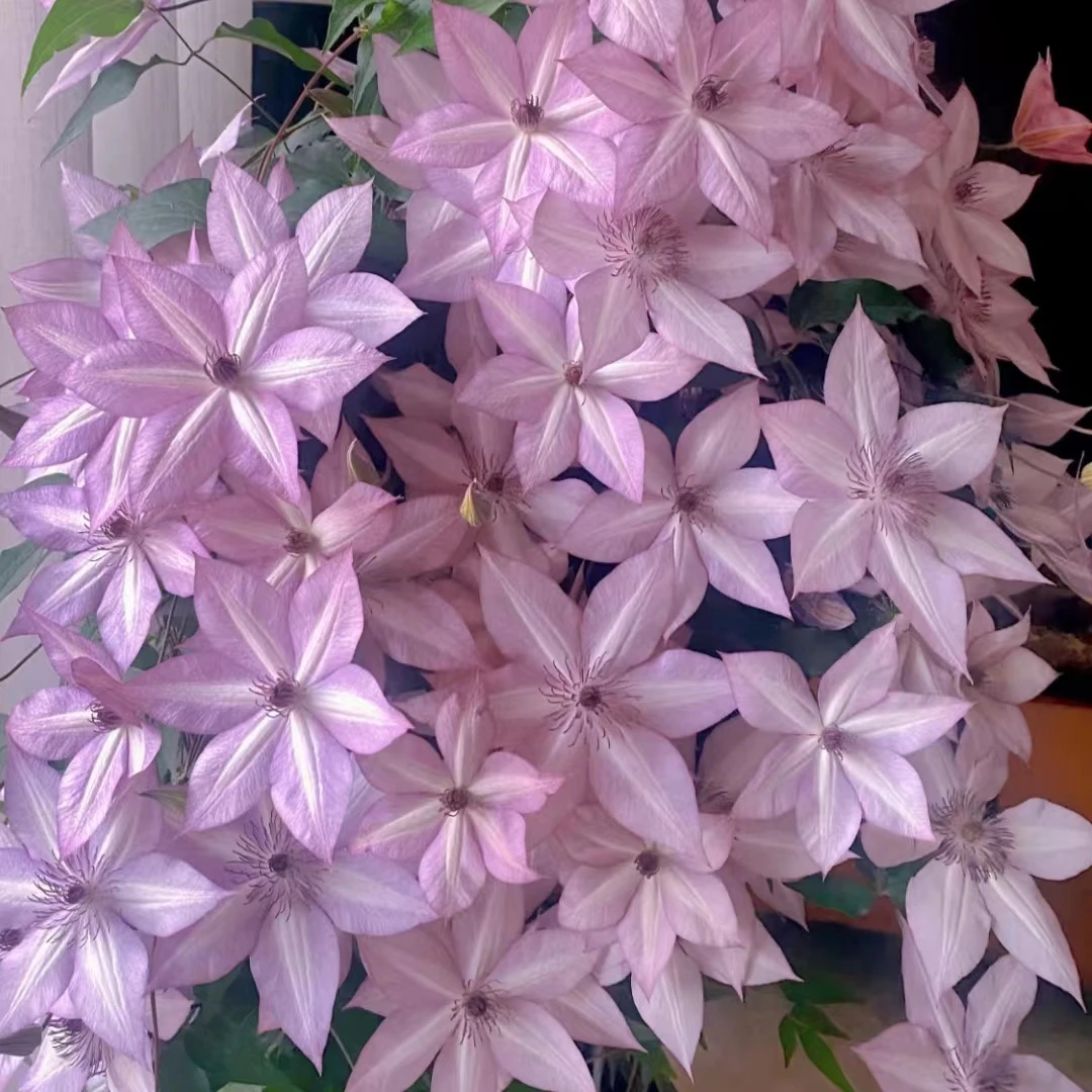 铁线莲（买三送一）