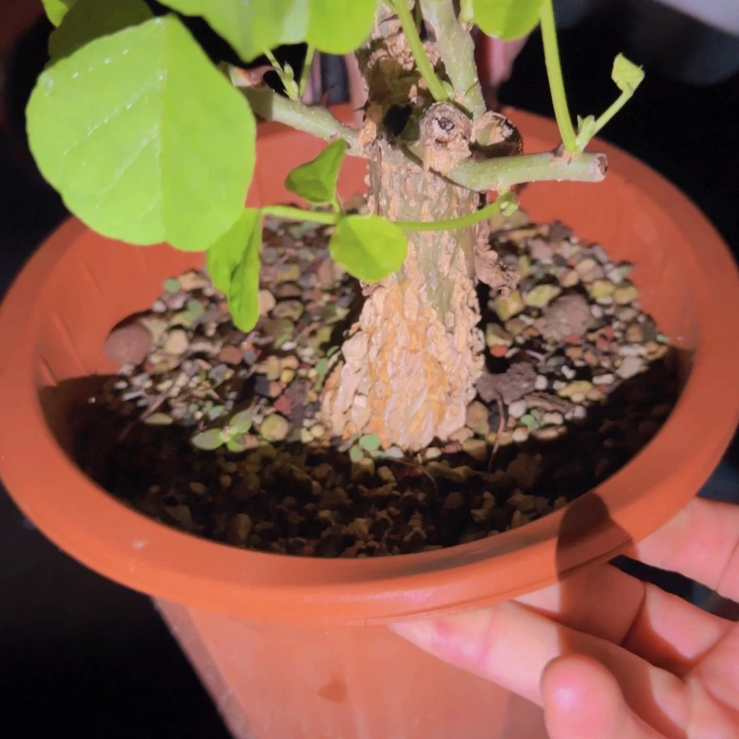 θ***块根植物块根植物