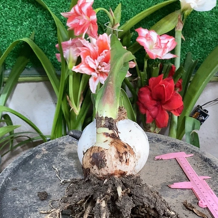 全部花朵粉色荣耀6以上643号