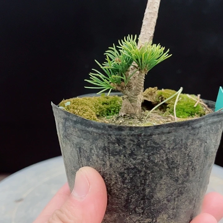 阿***花无花朵二天五针松实物图片