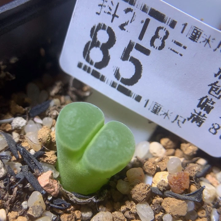 5***4精品生石花218.85