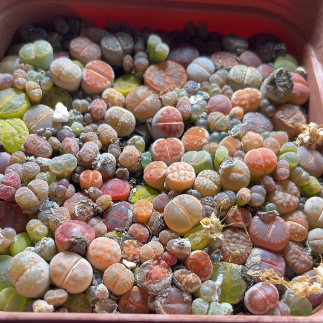 五彩混合随机一盆