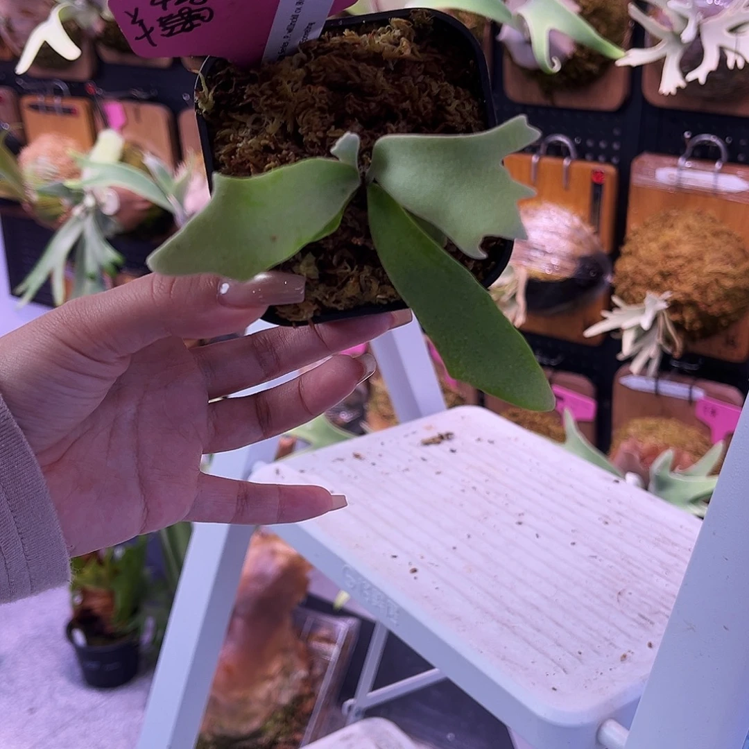 sf 蓝皇后 黄月 生锈