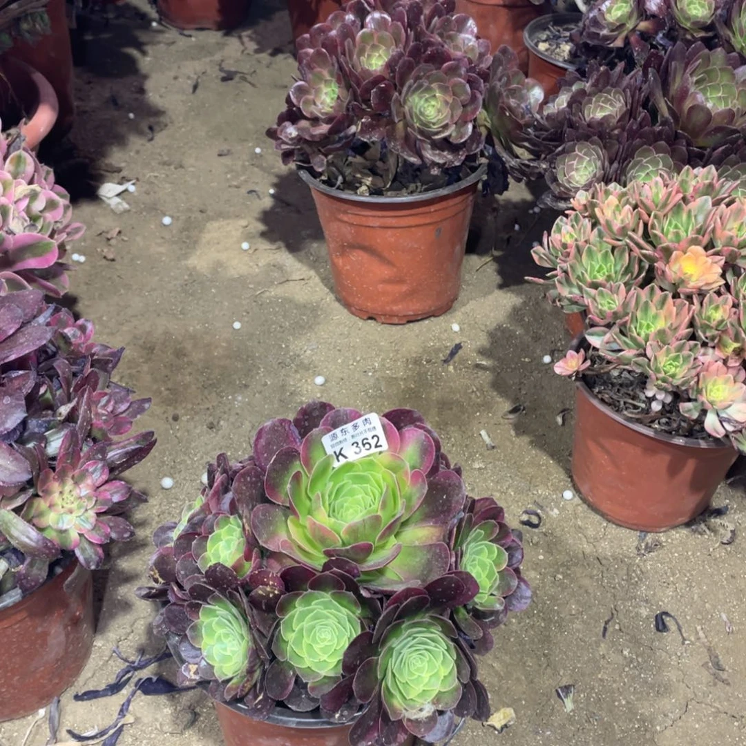 362奶白多肉法师断枝不包