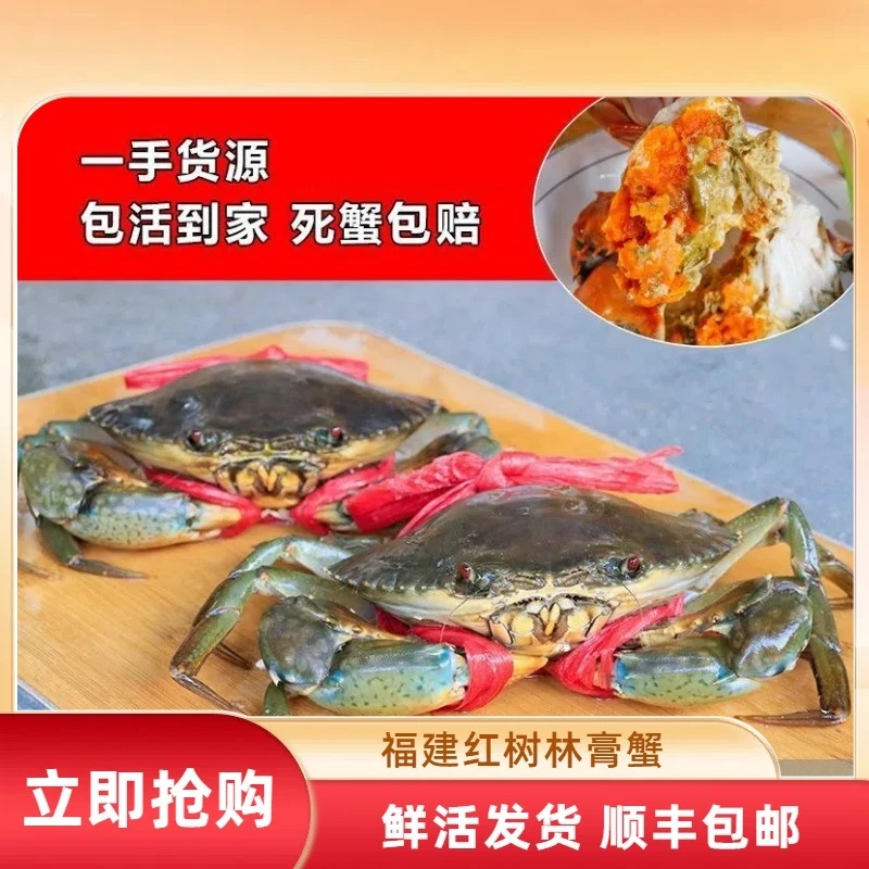 【净重】东山岛特大青蟹鲜活红膏蟹红鲟蟹螃蟹肉蟹 全母膏蟹礼盒
