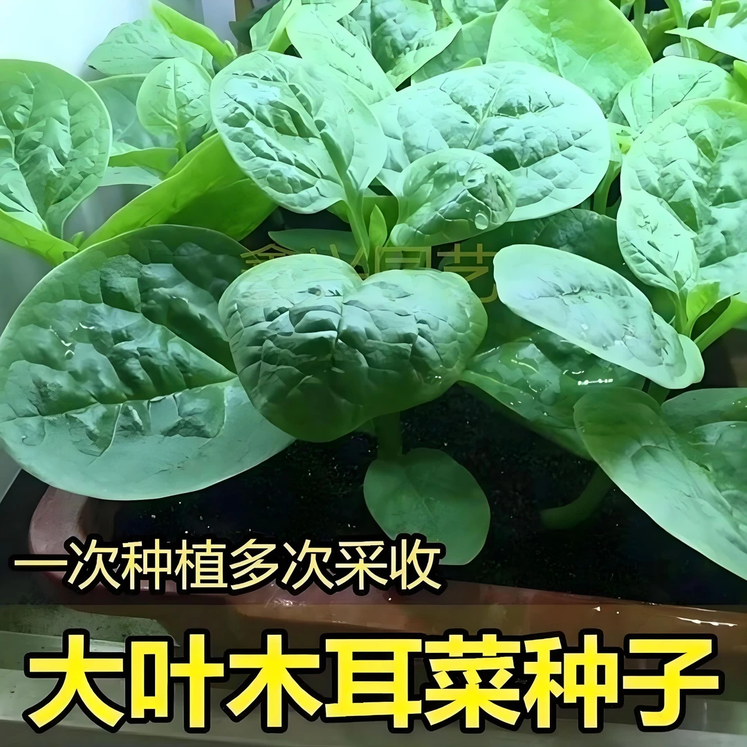 【大叶木耳菜种子】家庭阳台小院四季种植盆栽地栽易种易活