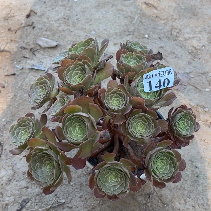 140荷兰玫瑰绣球0000