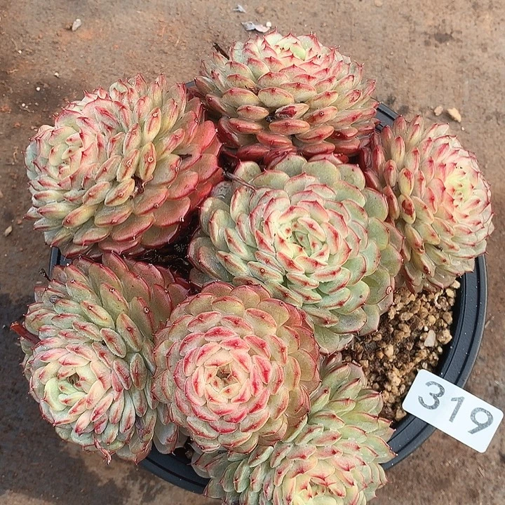 319白胖子一物一拍多肉