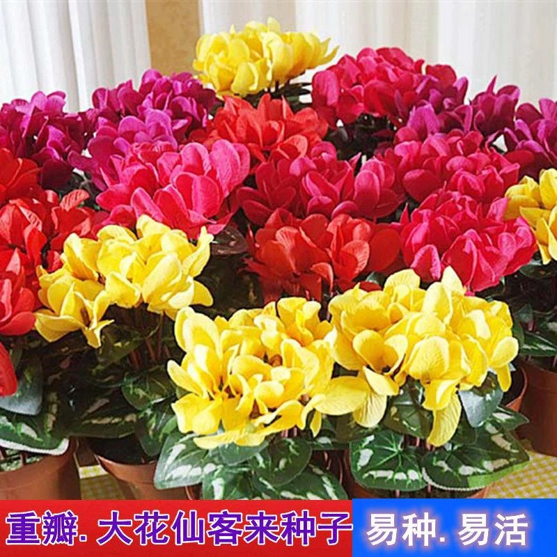 重瓣仙客来种子仙客来盆栽种子年宵花卉种子阳台四季开花室内易播