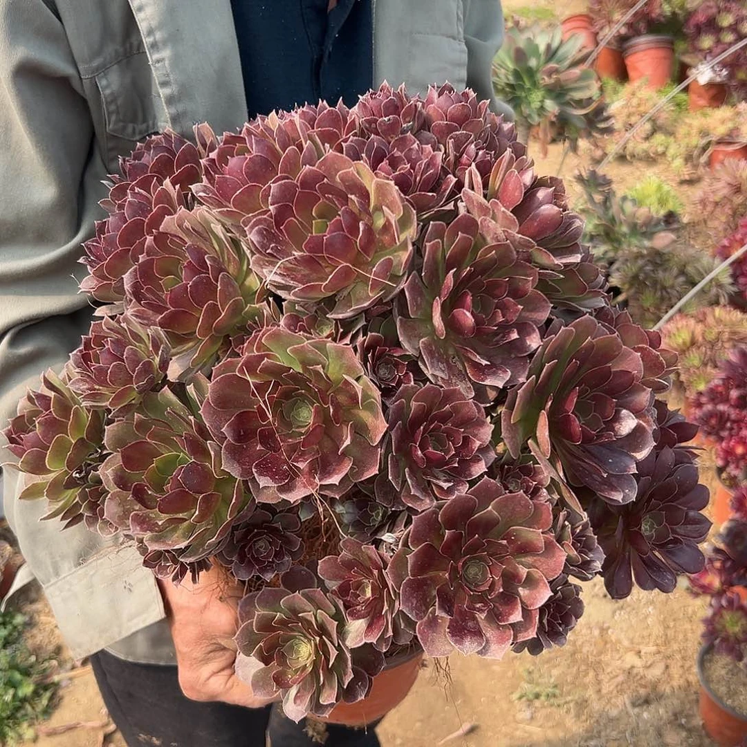 荷兰圆叶多肉植物植物营养液