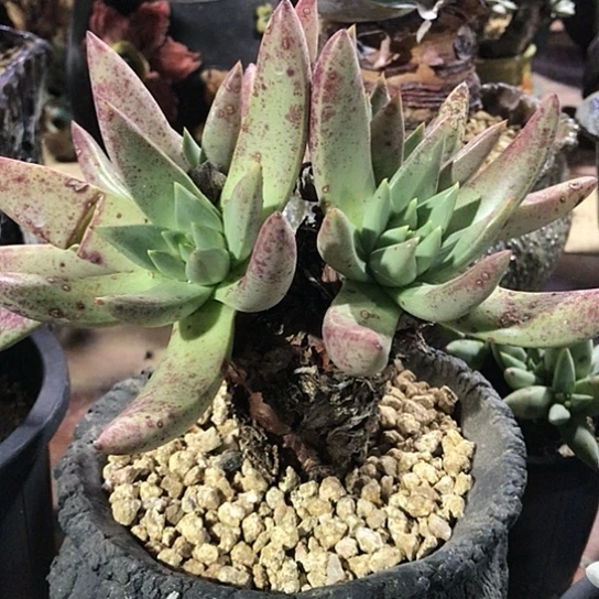 原产地库尔卓塔仙女棒