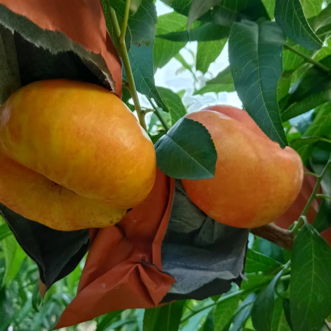 《送礼专用》深州黄金大蟠桃水果新鲜果园直发现摘现发香甜京东包邮