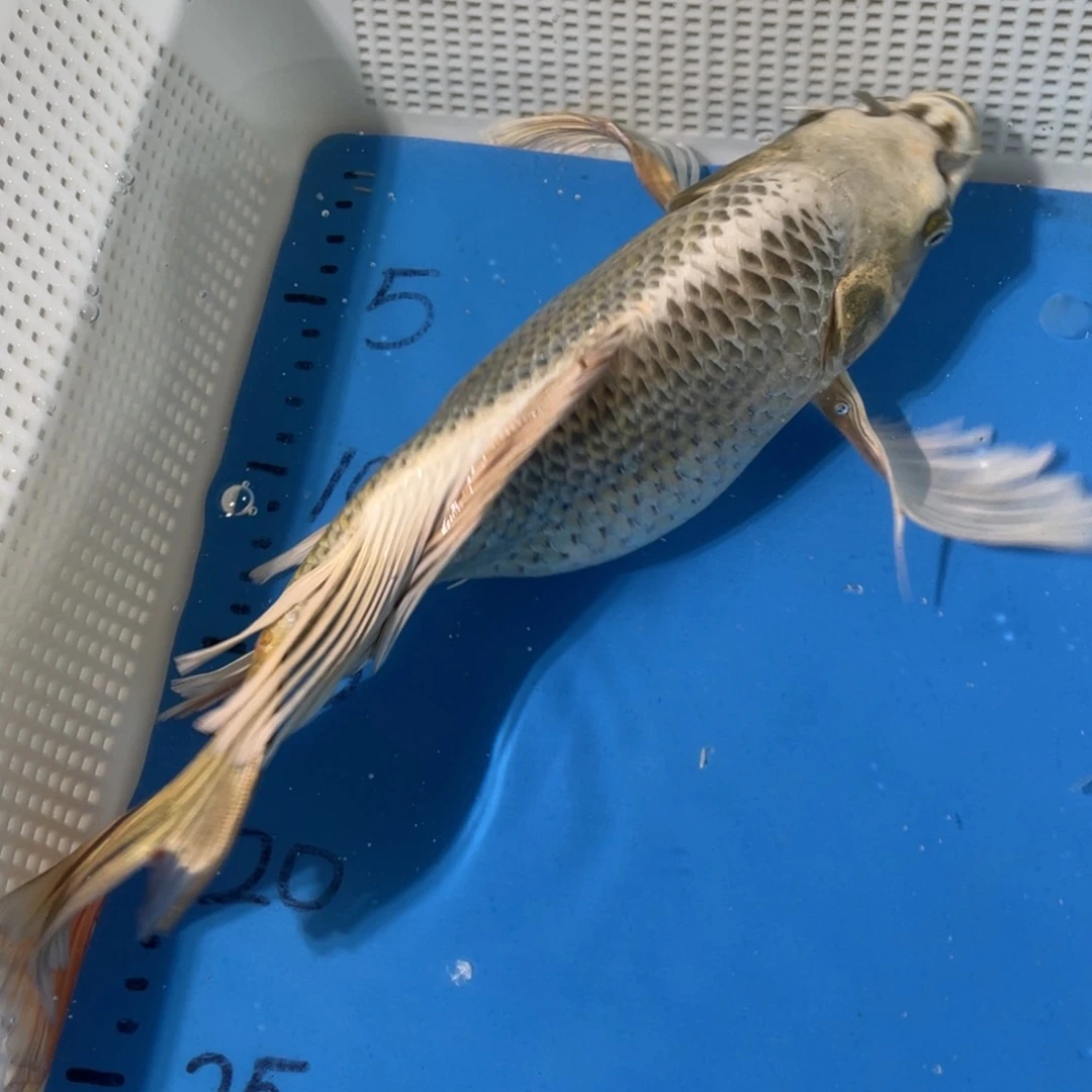 锦鲤蝴蝶蝴蝶锦鲤草金