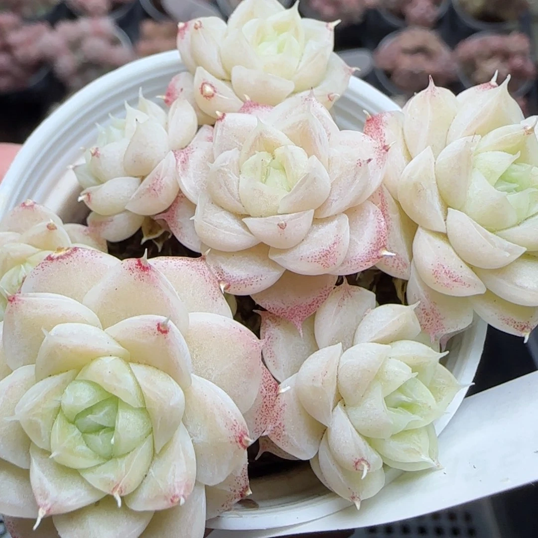 花语逸镜0225-401
