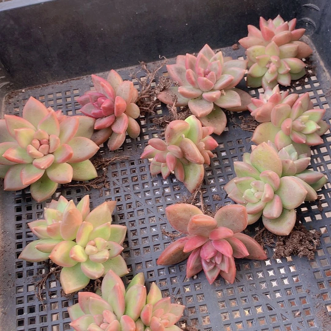 两颗迷雾泡泡245677889天