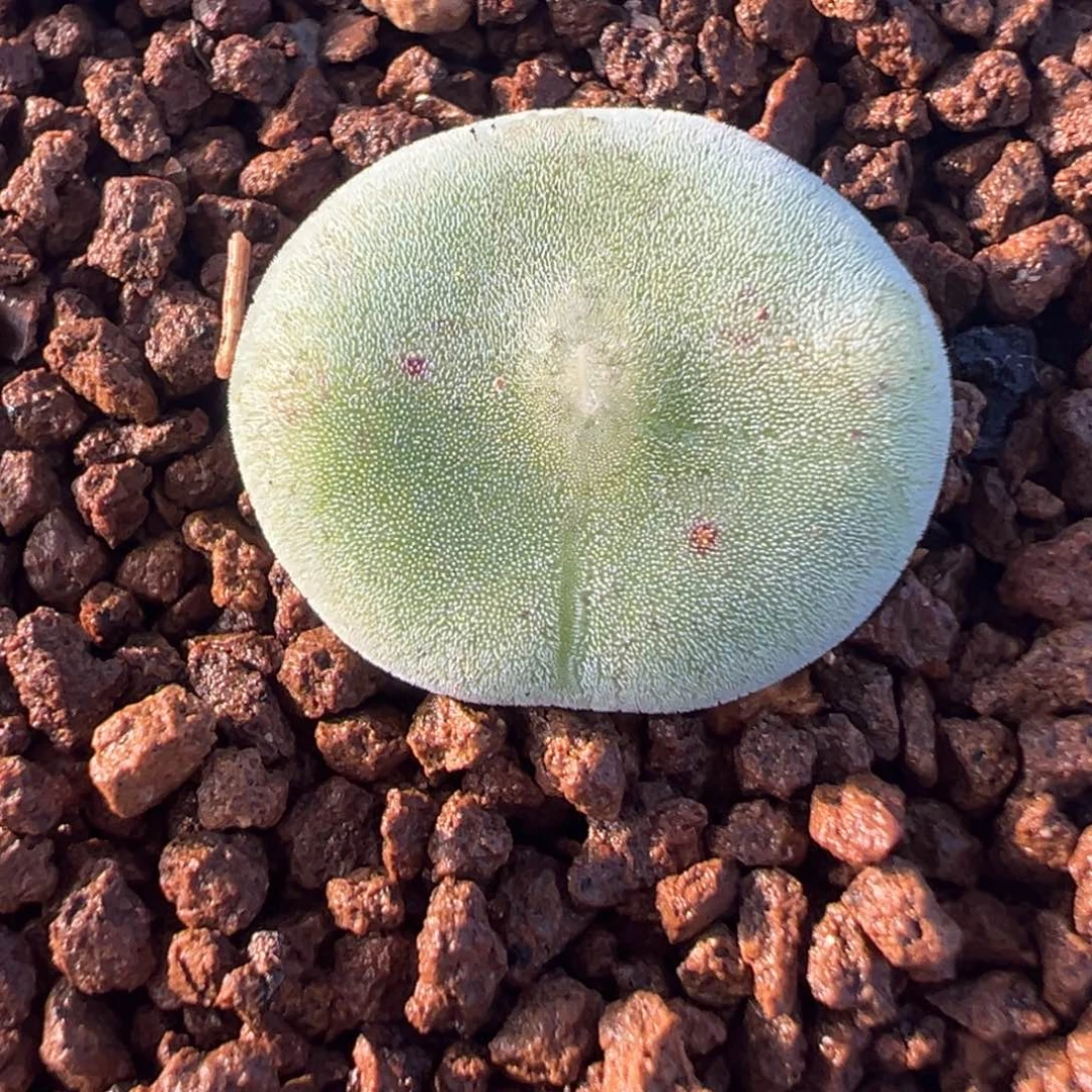 毛饼多肉盆栽栽培盆栽