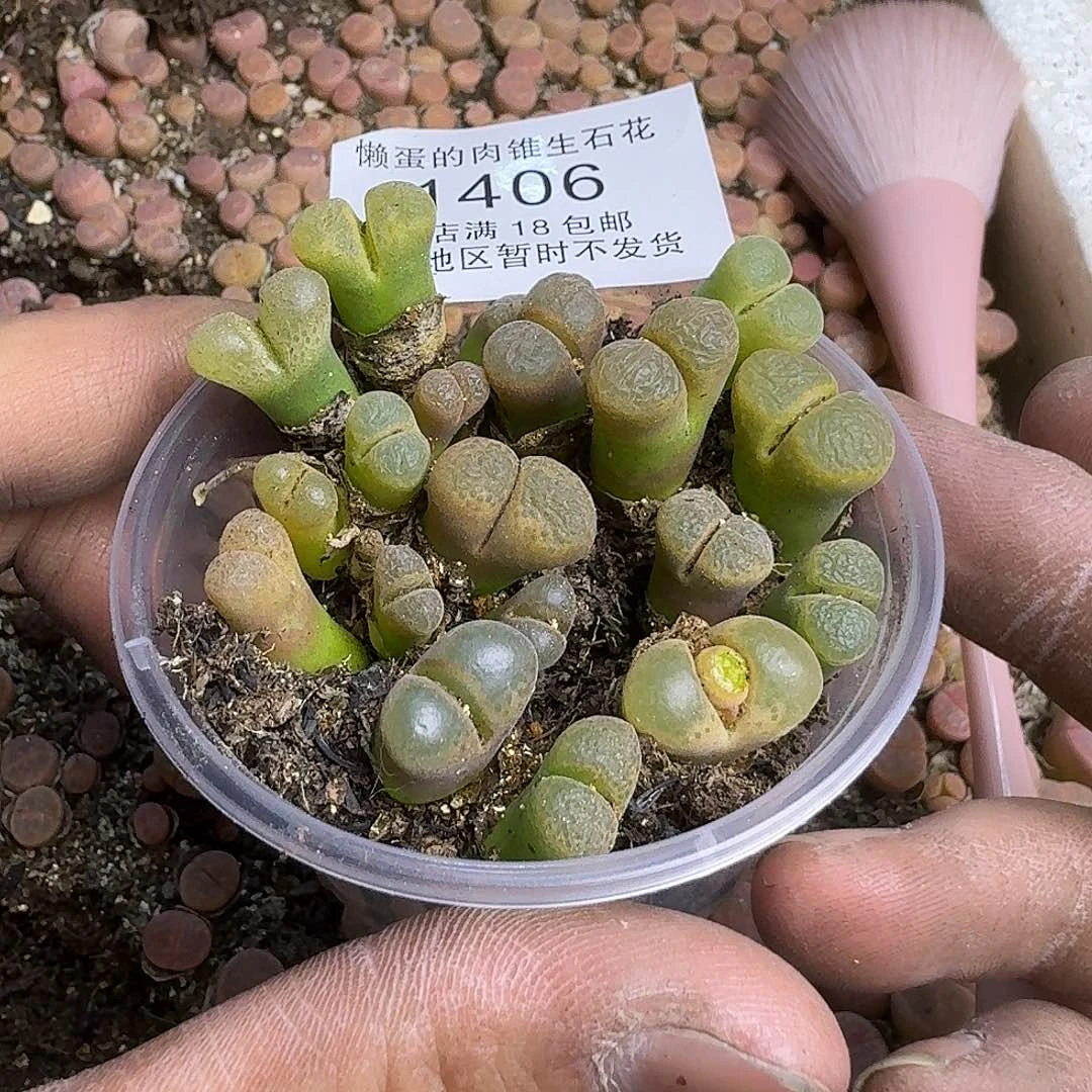 1406 哈哈哈哈哈哈哈哈哈哈