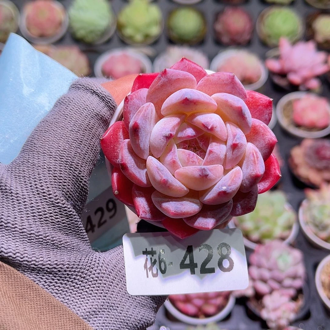 花06-428新品单头