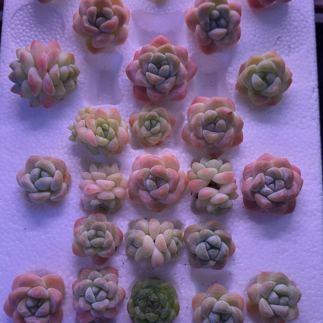 冰玉植物组合一物一拍26颗精控