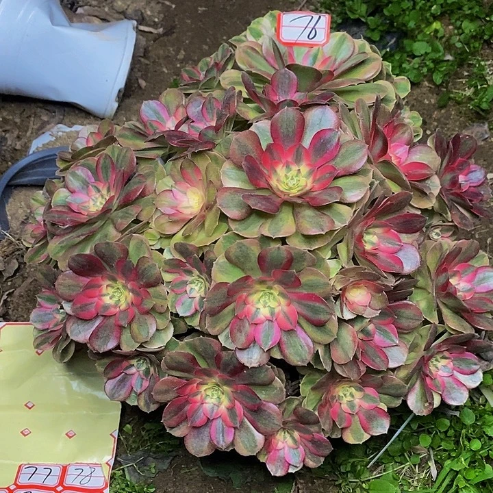 荔枝老桩捧花法师76号