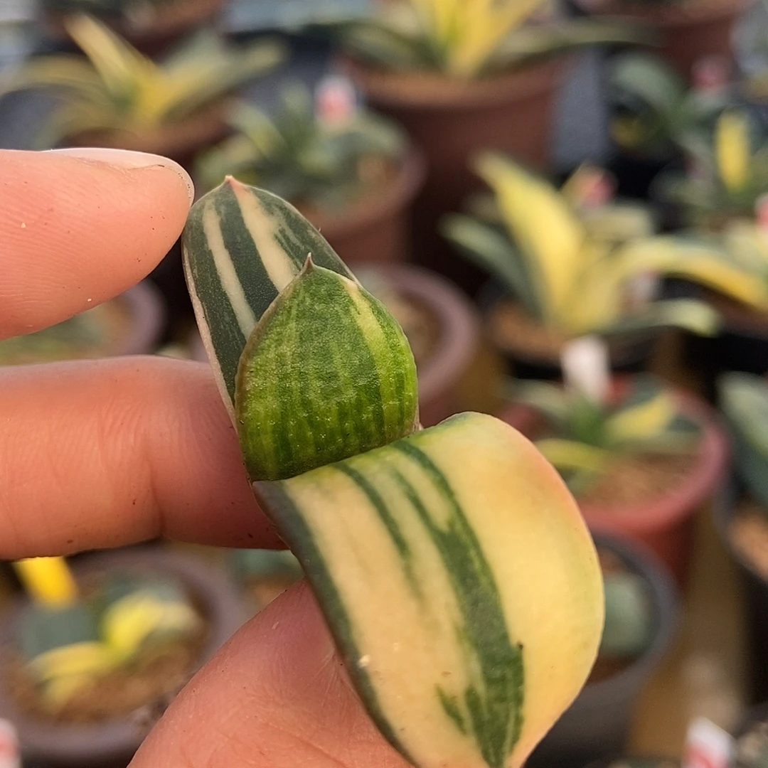 875实生大釉卧牛锦带盆发货