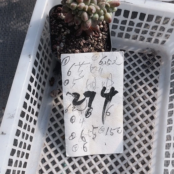 杉*294密密麻麻密密麻麻