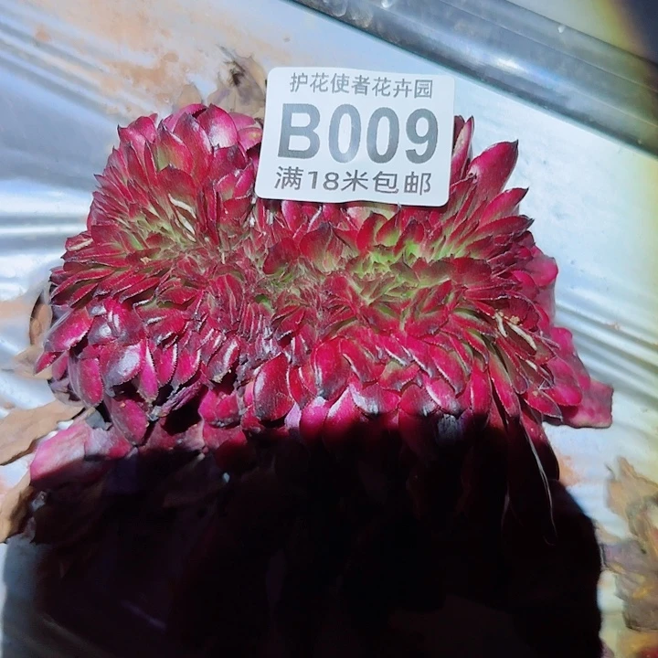 多肉法师美肌缀化