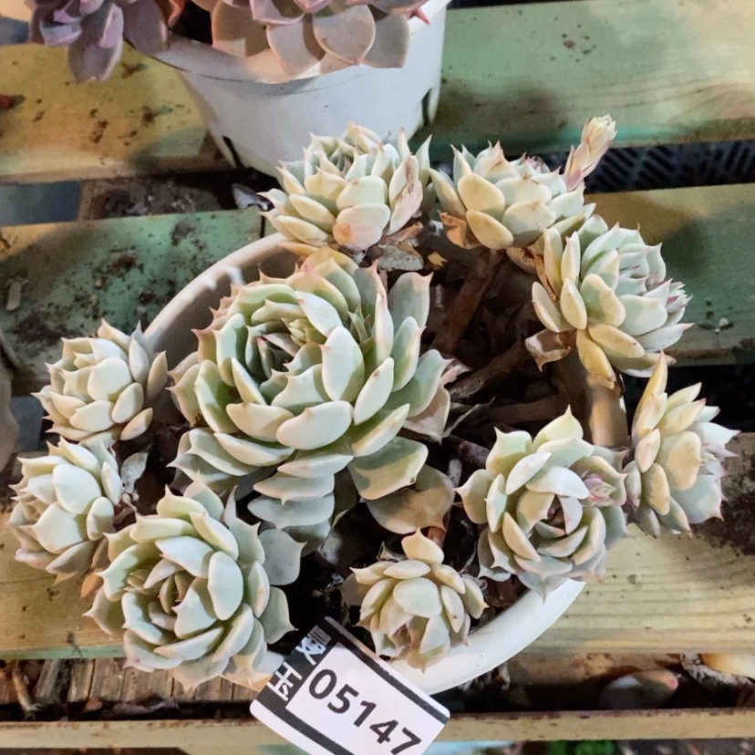 【闪购商品】露娜莲05147