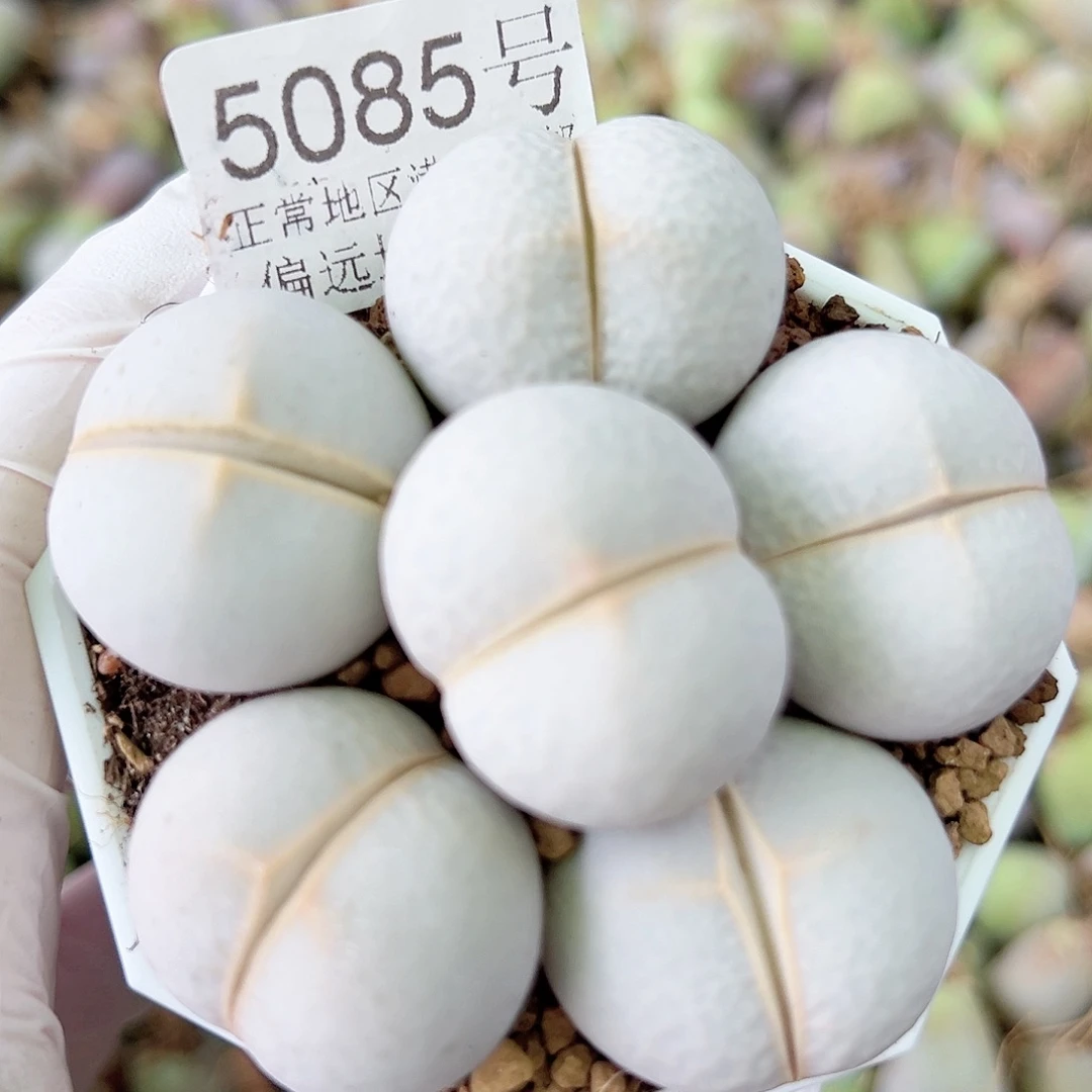 5085 好养易活生石花大母本
