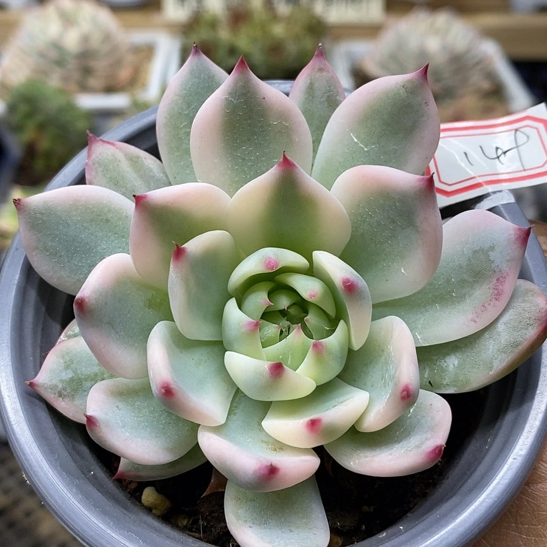 19149 小吉娃娃覆轮锦