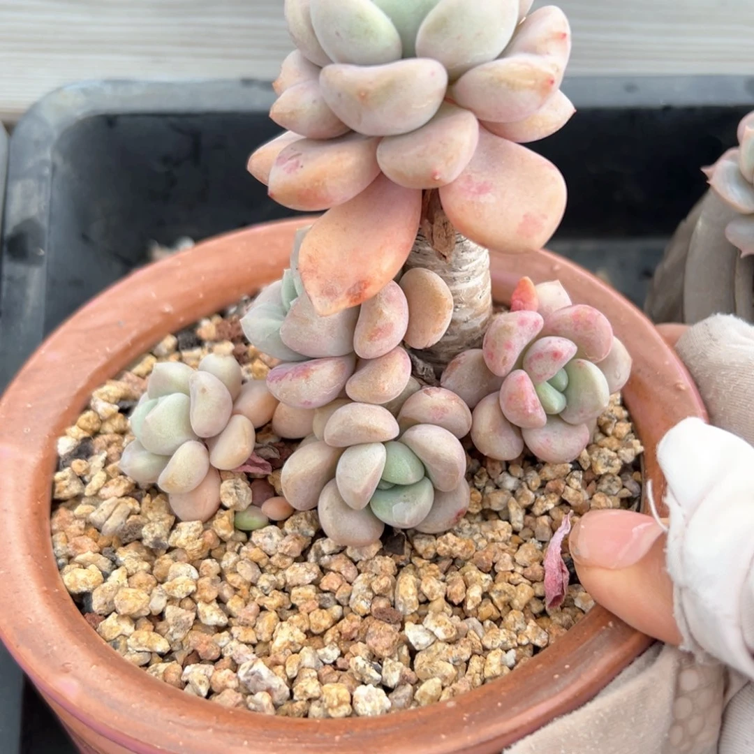 花斑鹿（满38包邮）多肉