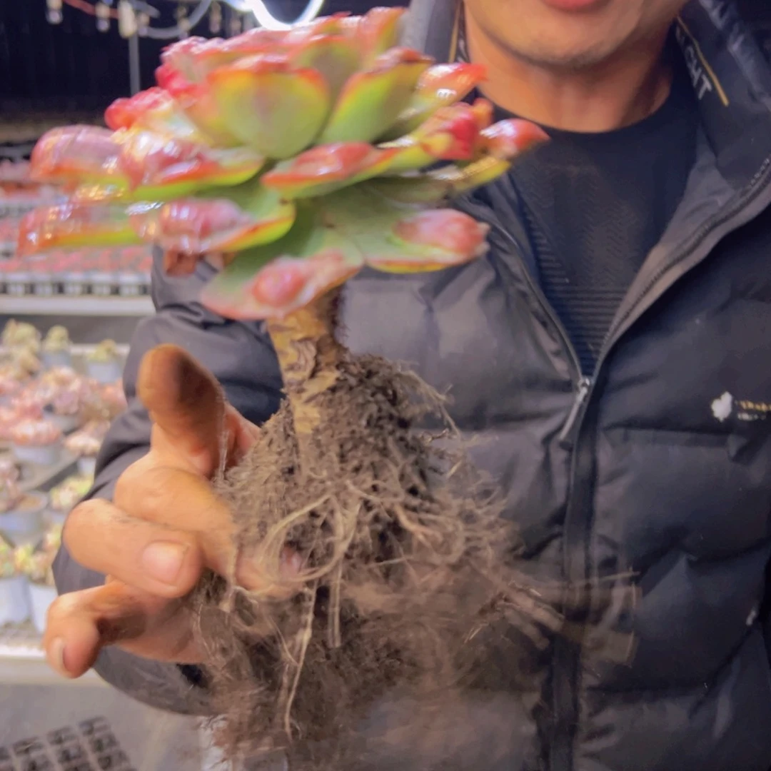 雨滴老庄脱土发货