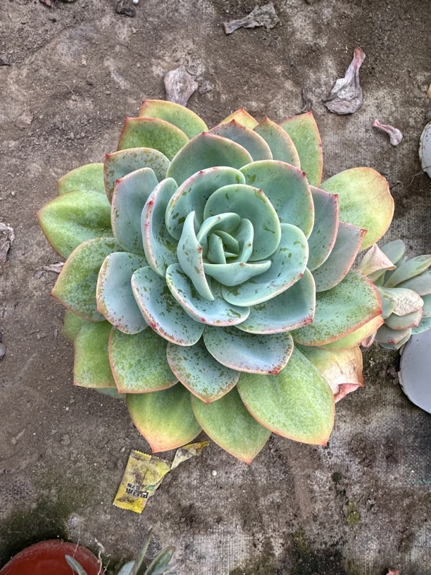 大白凤 叶展 18 裸根脱土发货 多肉植物 满十八包邮