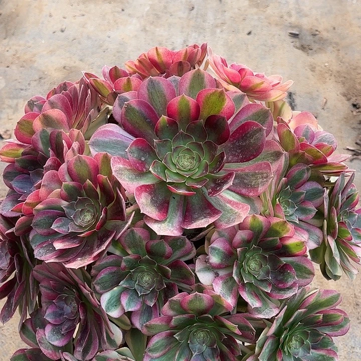 多肉植物雨荷锦法师20号