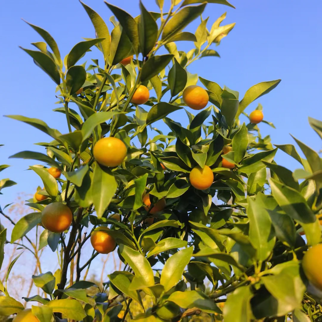 武功山金钱橘新鲜当季水果酸甜多汁果园现摘现发