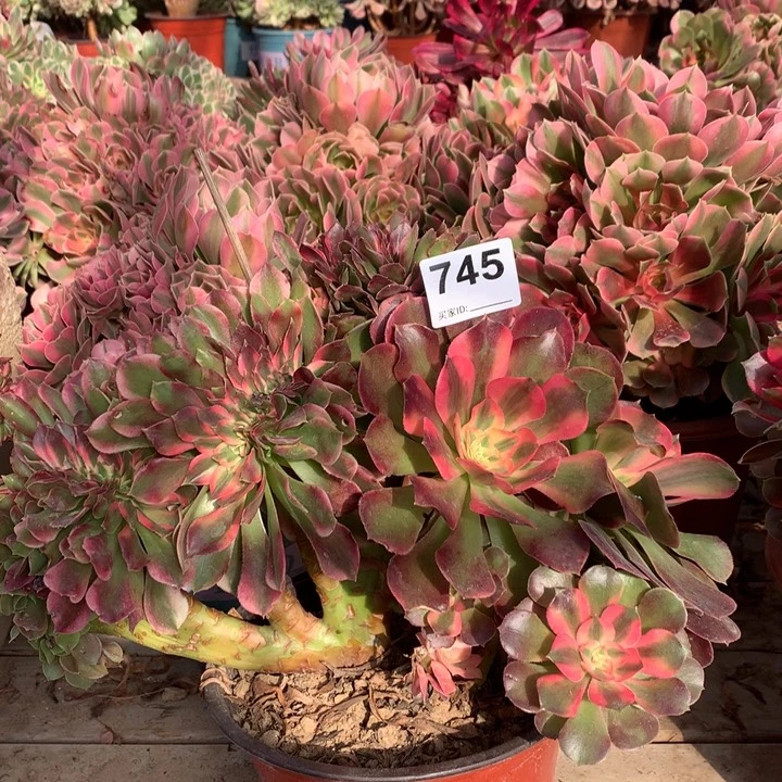 745香妃缀多肉法师