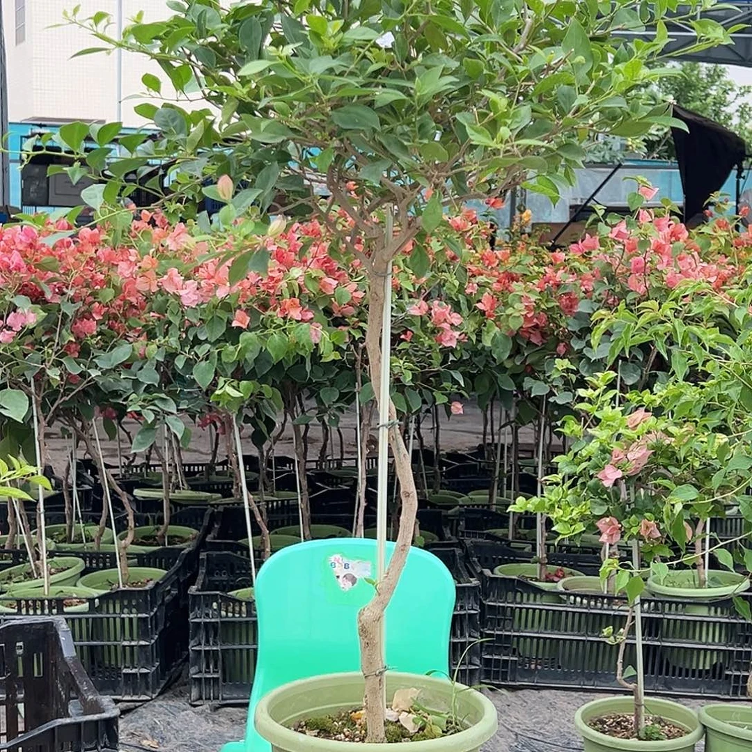 、***雨大部分花苞少量开放H29婆罗洲樱花