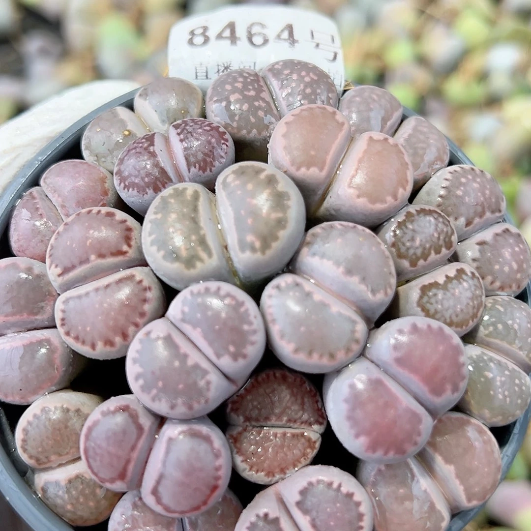 8464 好养易活生石花大母本部分长腿特价