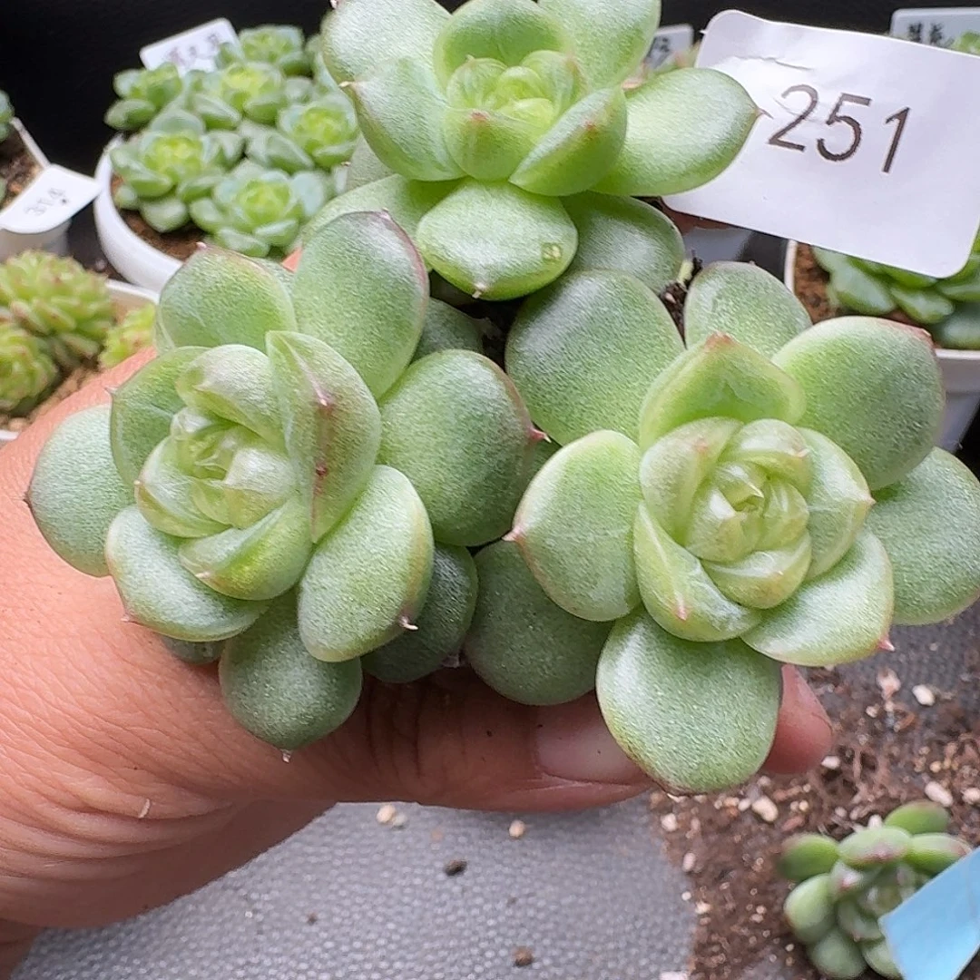 一物一拍一物一拍916-251