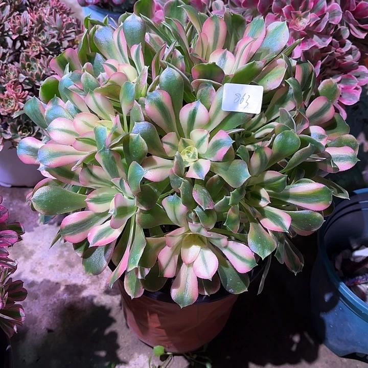 多肉植物和香妃00863