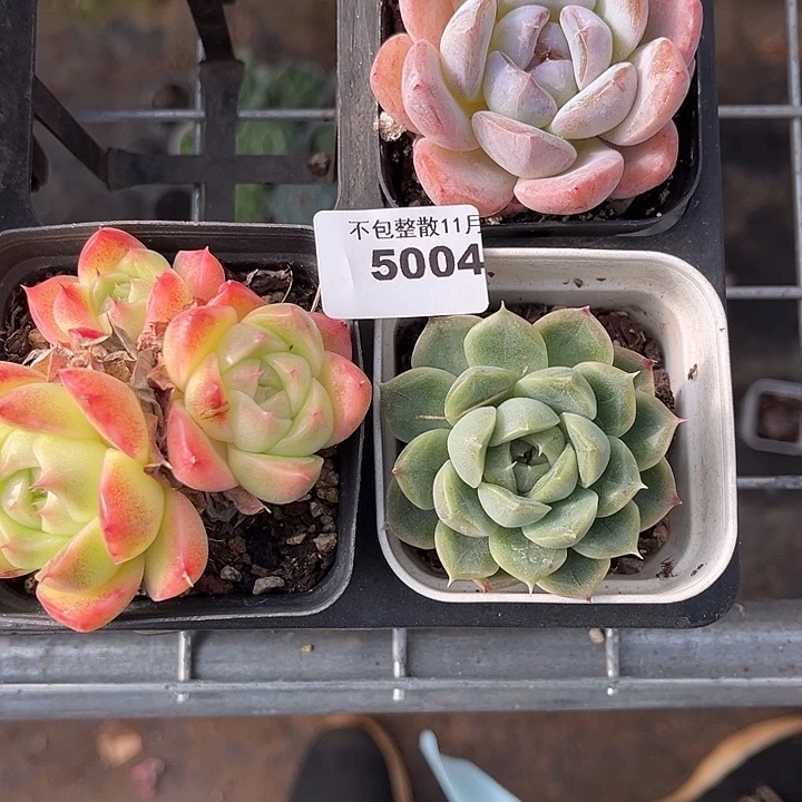 阿雅园艺。      5004三颗